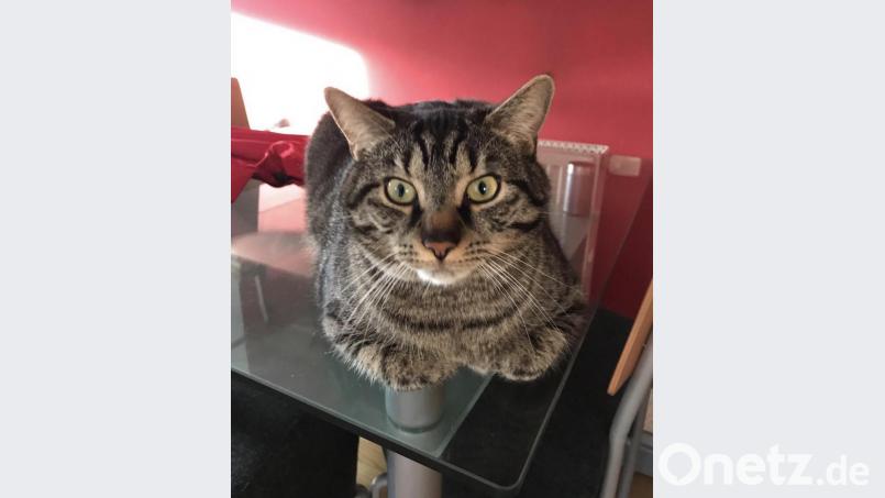 Hauskatzen lassen sich durch den Ruf „Mizmizmiz“! anlocken. Bild: slu