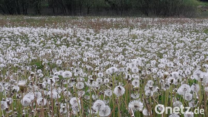 Bläst der Wind, schweben die Flugschirme der Pusteblume sehr weit über das Land. Und auf dieser Wiese gleich tausendfach. Bild: mng