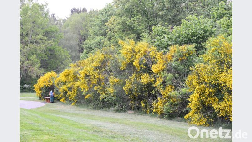 &quot;Die Natur hat gewonnen&quot; - der prächtig gewachsene Ginster auf dem Golfplatz Schwanhof zeigt es deutlich. Bild: bey