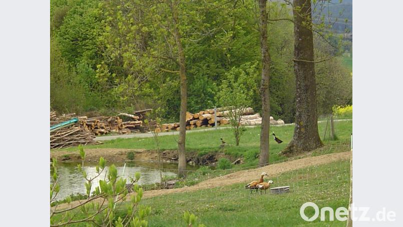 Hier am Weiher bei Fluröd fühlen sich die Rostgänse scheinbar wohl. Bild: gi