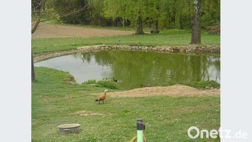 Hier am Weiher bei Fluröd fühlen sich die Rostgänse scheinbar wohl. Bild: gi