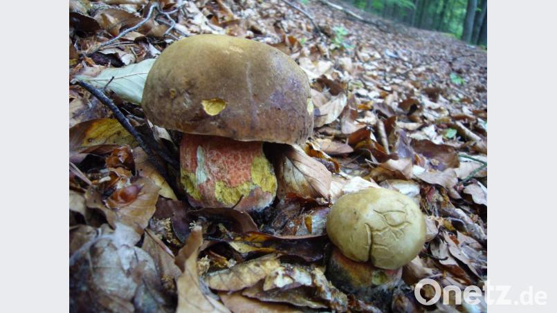Der rote Stiel schreckt manchen Pilzsammler ab. Für viele andere ist der Flockenstielige Hexenröhrling (Neoboletus erythropus) ein Leckerbissen. Bild: Norbert Griesbacher/exb
