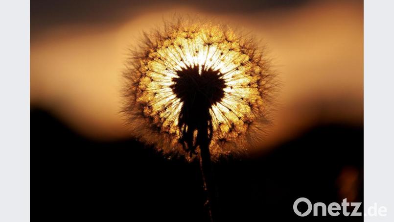 Die detailreiche Konstruktion einer Pusteblume. Bild: Alexander Unger