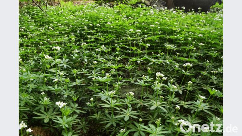 Blühender Waldmeister mit einer Gold-Taubnessel in der Mitte. Bild: bkr