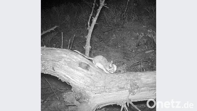 Große Freude herrschte nach diesem Schnappschuss bei den Naturpark-Rangern. Kurz nach dem Aufstellen der Wildkameras lief ein Gartenschläfer nachts in die Fotofalle. Bild: exb