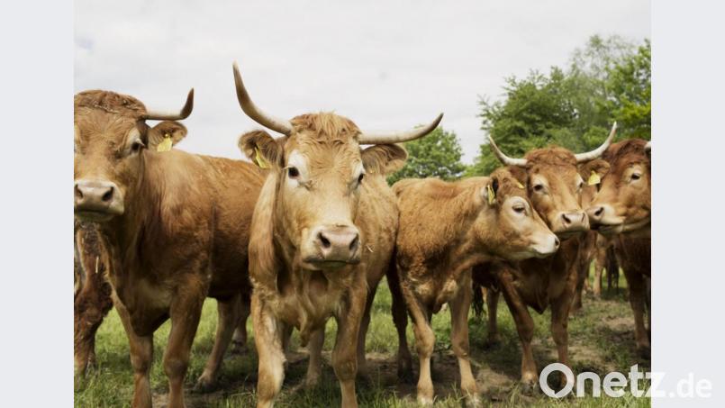Limousin-Rinder stammen ursprünglich aus Frankreich. Diese Herde ist in Eisersdorf daheim. Bild: Steinwald-Allianz/Delang
