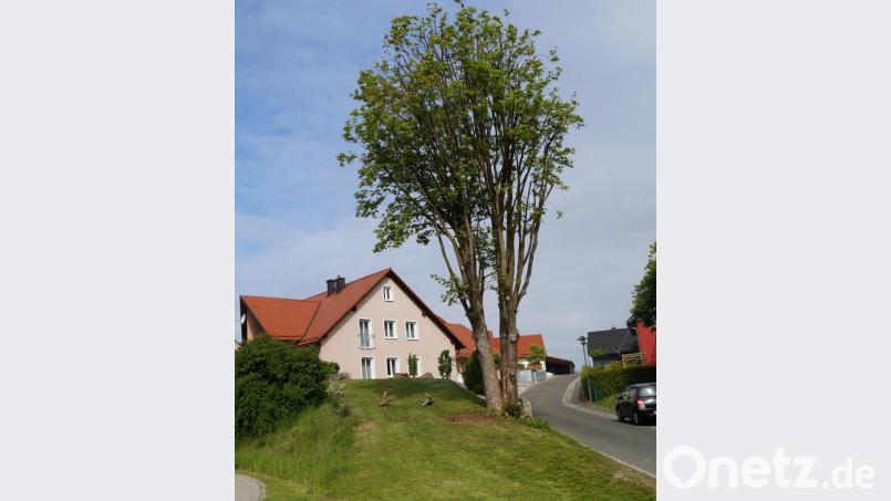 Die zwei Ahornbäume an der Kreuzung „Am Schlosserfeld/Wolfgrubenweg“, die wegen nachgewiesenem Pilzbefall und Weißfäule in ihrer Standsicherheit gefährdet sind, werden entfernt. Eine Ersatzpflanzung ist geplant. Bild: weu