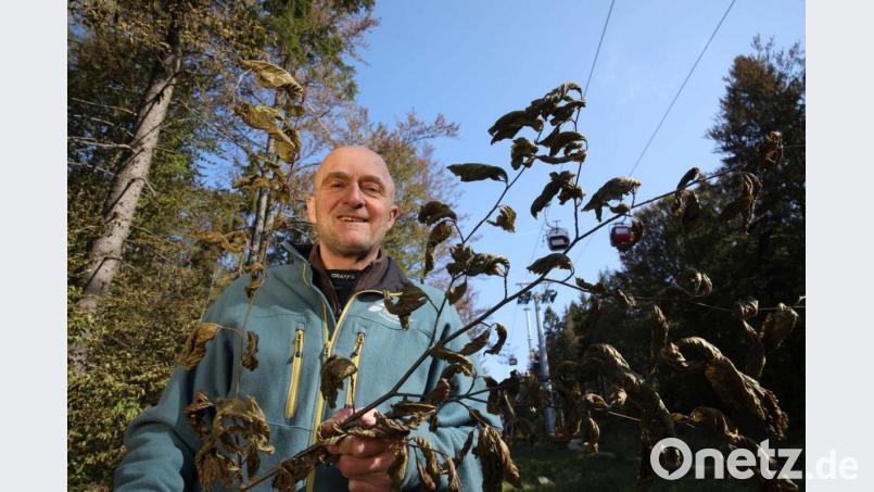 Werner Schmidt, Förster am Ochsenkopf, mit einem vom Frost geschädigten Buchenzweig. Bild: Forstbetrieb Fichtelberg/exb