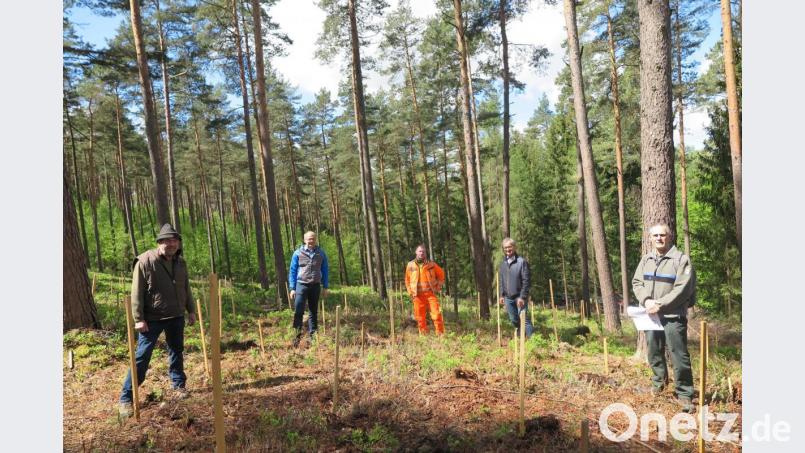 Im städtischen Zukunftswald erklärten Forstdirektor Dirk Lüder (rechts) und Stadtförster Klaus Ferber (links) Roland Schäffler, Florian Frank und Werner Nickl (von links) die Anpflanzungen der alternativen Baumarten Baumhasel, Schwarzkiefer und Robinie. Bild: jzk