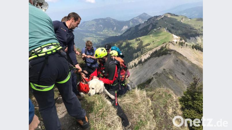 Der Hund war mit seiner 43 Jahre alten Besitzerin am Gipfel des Hohen Freschen unterwegs und dann rund 60 Meter in die Tiefe abgerutscht. Die Retter wurden mit einem Polizeihubschrauber eingeflogen, seilten den Hund an und zogen ihn zurück auf den Wanderweg. Später flog der Hubschrauber Finn zu einem Tierarzt. Bild: dpa