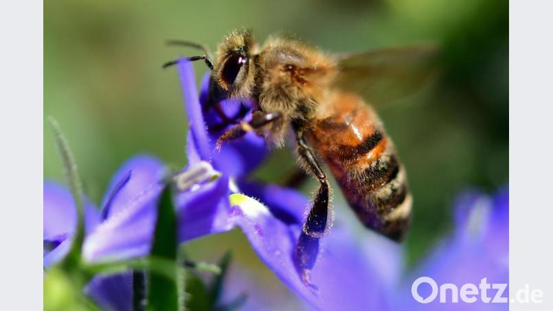 Der "Weltbienentag" am 20. Mai erinnert an die fleißigen Insekten. Bild: Hendrik Schmidt