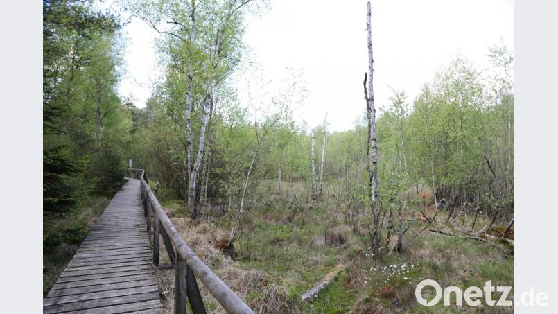 Auf Holzstegen und befestigten Wegen führt ein Rundweg durch einen Teil des Naturparadieses bei Kulz. Bild: akp