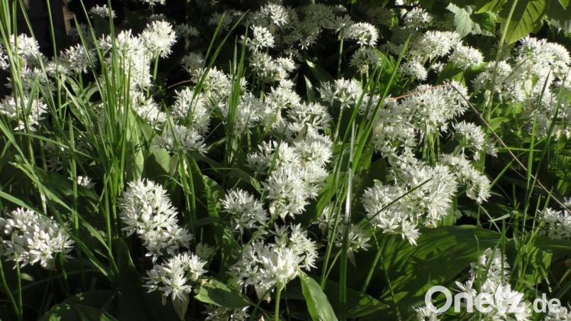Bärlauchblüte Bild: do