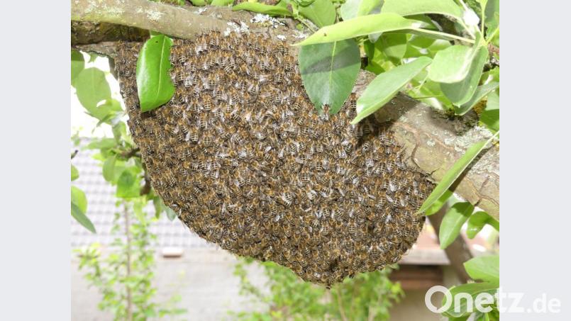 Die Bienen bilden eine feste Traube um ihre Königin. Bild: rn