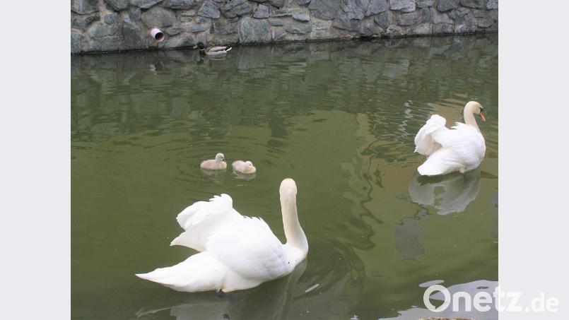 Zwei junge Schwäne schwimmen mit den Eltern im Stadtweiher. Bild: tu