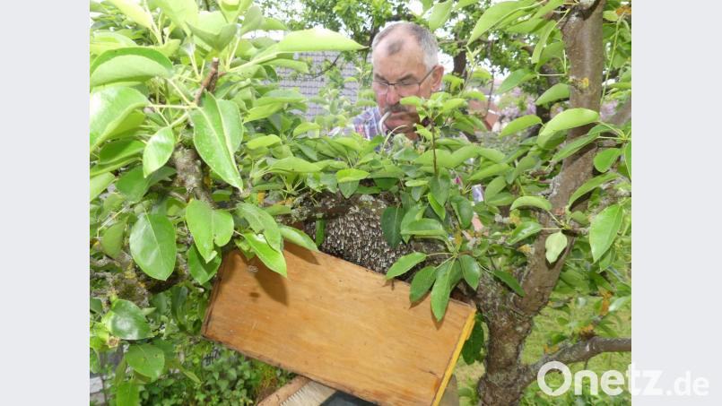 Mit Imkerpfeife und Fangkasten nähert sich Heinz Jantschik vom Eschenbacher Imkerverein dem Bienenschwarm, der sich an einem Baum im Heiner Kohls Garten niedergelassen hat. Bild: rn