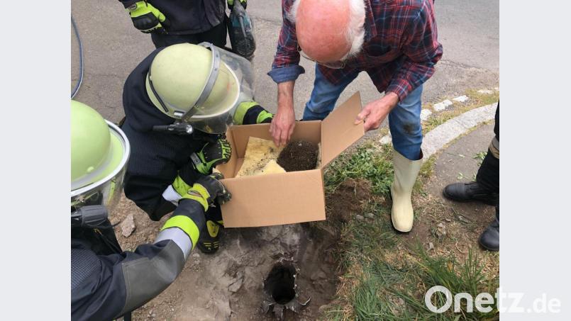 Tierarzt Dr. Jochen Bloßfeldt begutachtete das Tier kurz, nachdem es aus dem Rohr befreit war. Bild: flm
