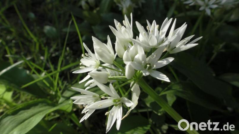 Bärlauchblüte Bild: do