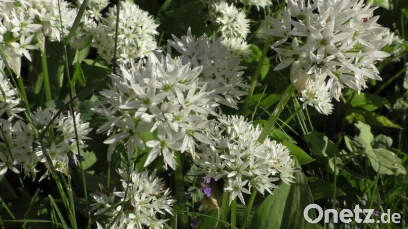 Bärlauchblüten erfreuen alle Gartenliebhaber. Bild: do