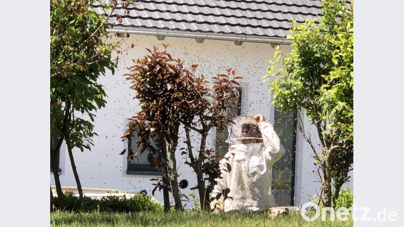 Imker Johann Balk begutachtet den Bienenschwarm. Ein Großteil der Insekten befindet sich zu dem Zeitpunkt bereits in einem Schwarmfangkasten. Die restlichen Bienen folgen ihrer Königin in den Behälter nach. Bild: ck
