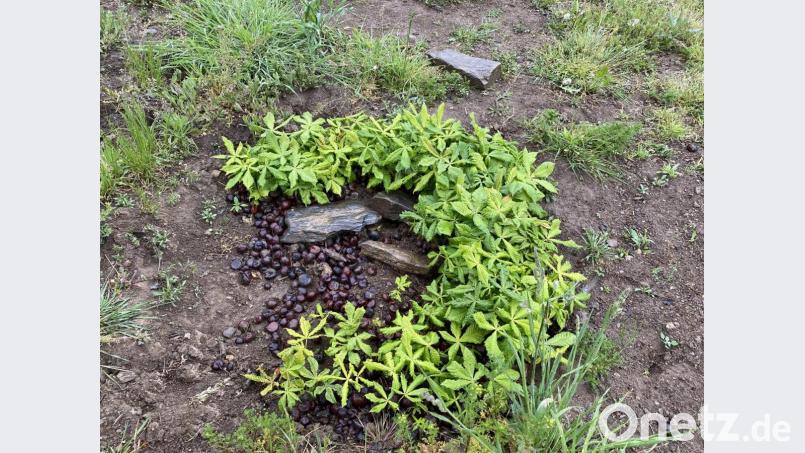 Kuriosität am Rande: Die Kinder haben in eine Mulde Kastanien geworfen - und nun stehen dort lauter junge Bäumchen. Wer eine Kastanie im Garten haben möchte, kann sich bei den Jugendbeauftragten melden. Bild: Eichl