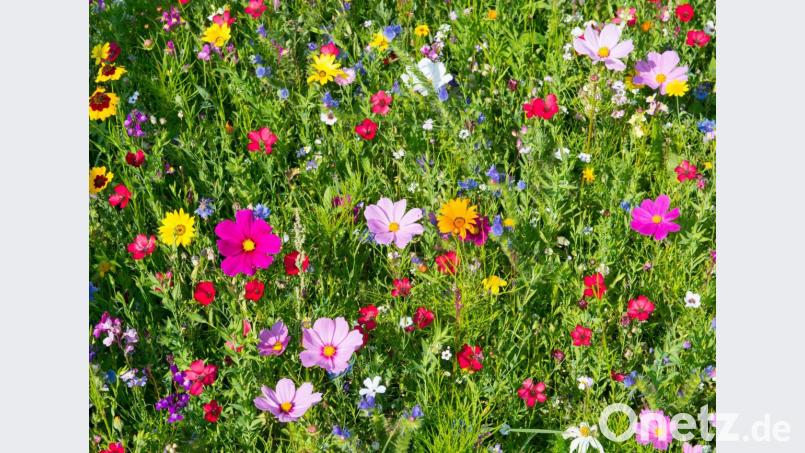 Die Kemnather Karpfenweg-Mischung sorgt für eine beeindruckende Blütenpracht. Leider ist das entsprechende Saatgut dieses Jahr bereits vergriffen. Bild: Stadt Kemnath
