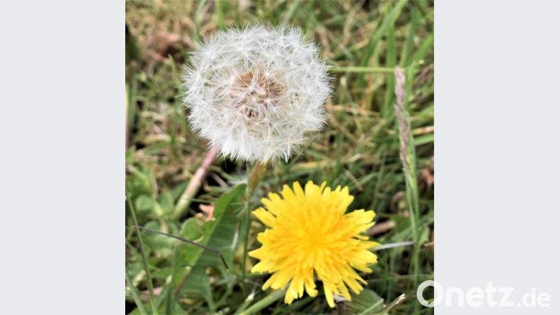 Löwenzahn und Pusteblume sehen toll aus und bringen Erinnerungen hervor. Bild: rgr