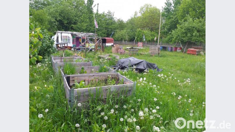 Wegen der Corona-Pandemie konnten die Integrationslotsen des Malteser-Hilfsdienstes den interkulturellen Garten bisher weder nutzen noch auf Vordermann bringen. Das soll sich aber ändern, sobald sich die Situation bessert. Bild: tk