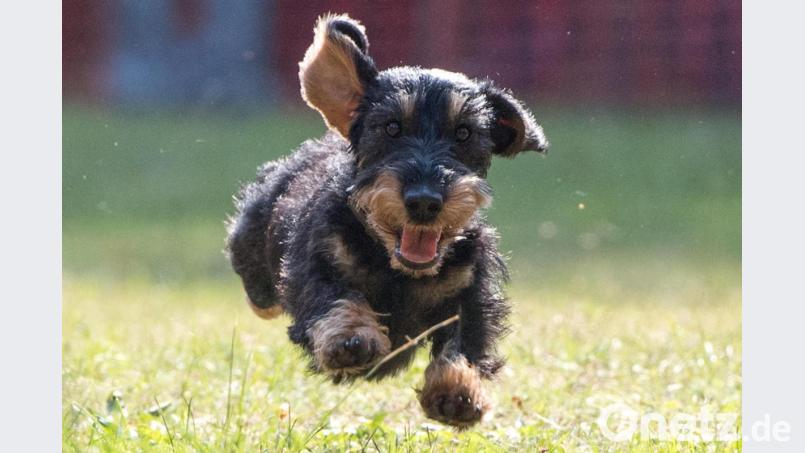 Ein Rauhaardackel, so wie auf dem Foto, ist seinem tschechischen Herrchen ausgebüxt und über die Grenze nach Schwarzach bei Stadlern gelaufen. Symbolbild: Andrea Warnecke