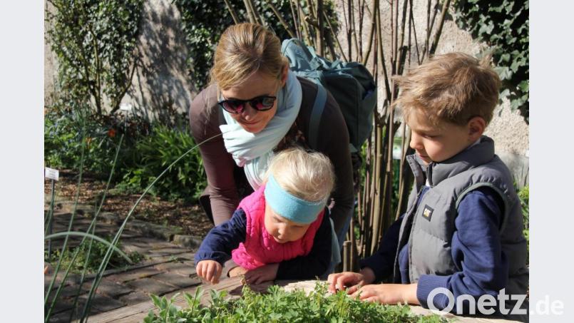 Die Hochbeete mit Duft- und Tastpflanzen erleichtern allen Menschen von Jung bis Alt und mit eingeschränkter Beweglichkeit einen leichten Zugang zu Kräutern. Den Kindern hat es der der Wollziest mit seiner kuschelweichen, flauschigen Behaarung angetan. Bild: ads