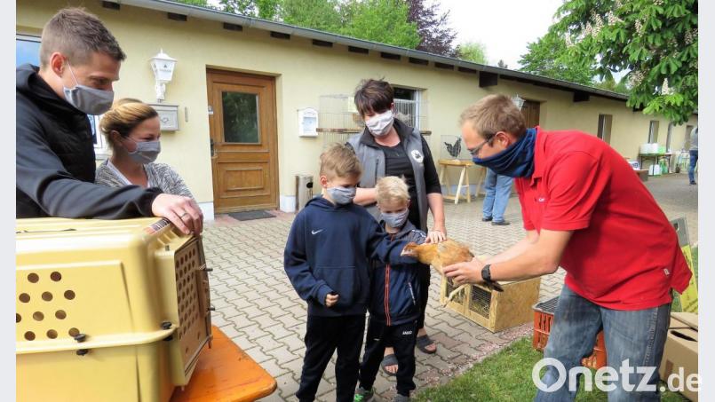 So geht &quot;Geflügel to go&quot;: Händler Christian Mößner lässt die Kinder Paul und Max (von rechts) das Huhn streicheln, bevor es in die Kiste kommt zum Transport. Vereinsvorsitzende Heike Suchanek (Zweite von rechts) sowie die Eltern Michael und Steffi Werner (links) sind froh, dass der Hühnerkauf trotz der Einschränkungen wegen Corona gut funktioniert hat. Bild: ubb