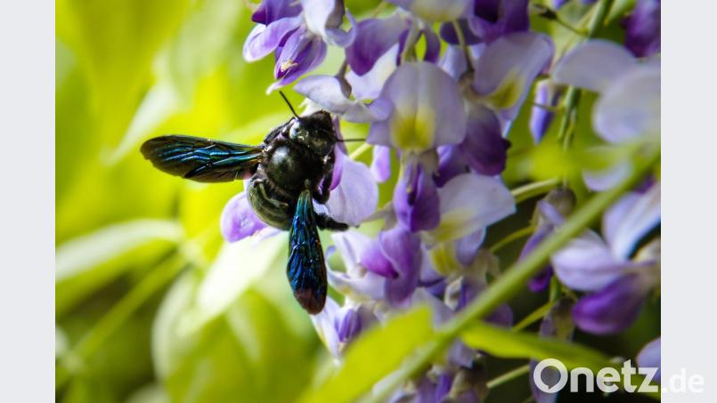 Die Blauschwarze Holzbiene ist mit knapp 30 MIllimeter Länge die größte heimische Bienenart. Bild: Hösamer
