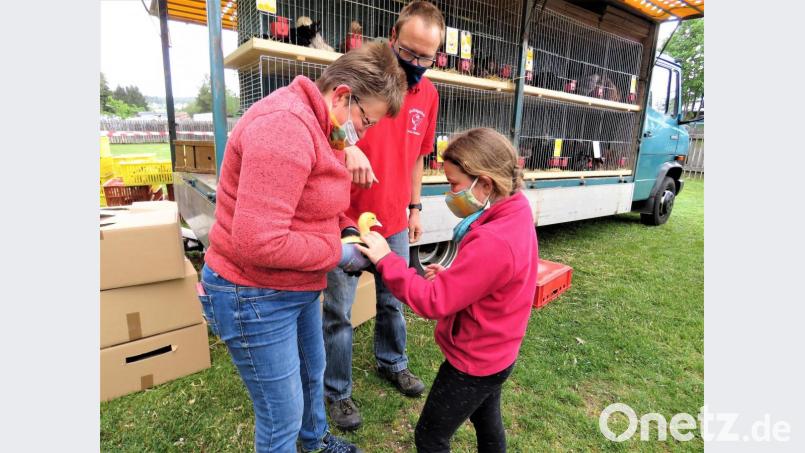 So ein kleines, flauschiges Entenküken muss man einfach streicheln. Bild: ubb