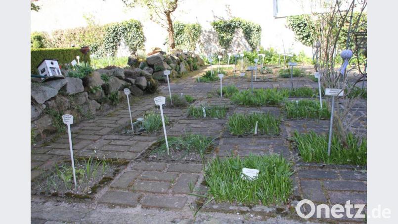 Für Überraschungen ist allemal der Schachbrettgarten gut, der eine Vielzahl von unbekannten Kräutern beherbergt. Bild: ads