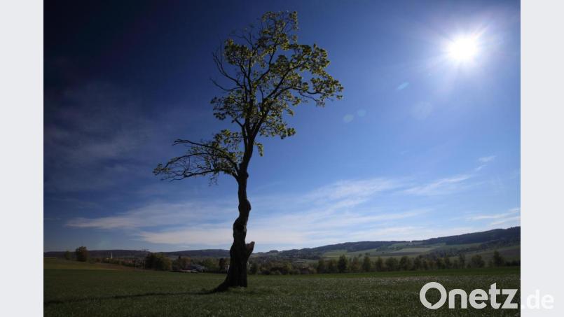 Zum Ahornbaum in der Still-Lohe südlich der Kapelle St. Elisabeth gibt es einige Geschichten zu erzählen, zeigen Nachforschungen von Markus Frank. Bild: Markus Frank