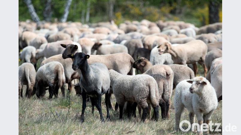 Eine Herde Schafe und Lämmer auf einer Wiese. Bei Nürnberg landeten einige jedoch auf der Autobahn. Symbolbild: Soeren Stache/dpa