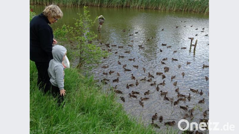 Eine Schar Wildenten sorgte für eine schnatterndes Erlebnis. Bild: Houschka