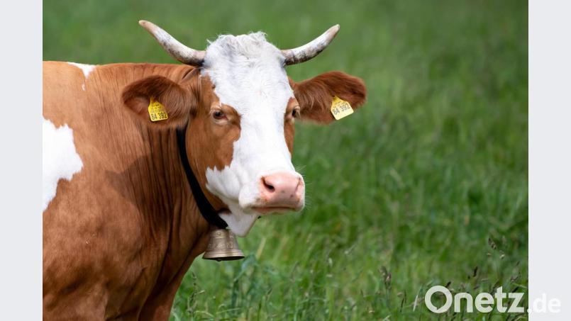 Eine Kuh von Bäuerin Regina Killer steht auf einer Weide. Seit fast fünf Jahren streiten ein Ehepaar und die Bäuerin um das Geläut von Kuhglocken. Bild: Sven Hoppe/dpa