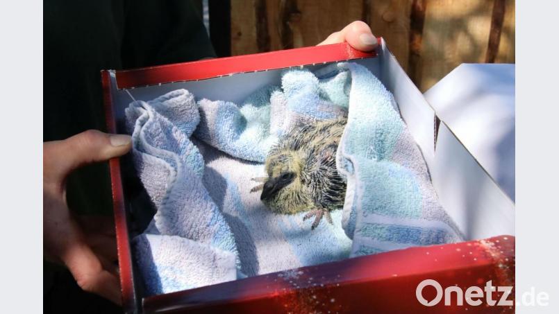 Dieses vermeintliche Storchen-Baby war eigentlich ein Tauben-Küken. Bild: Alexander Auer
