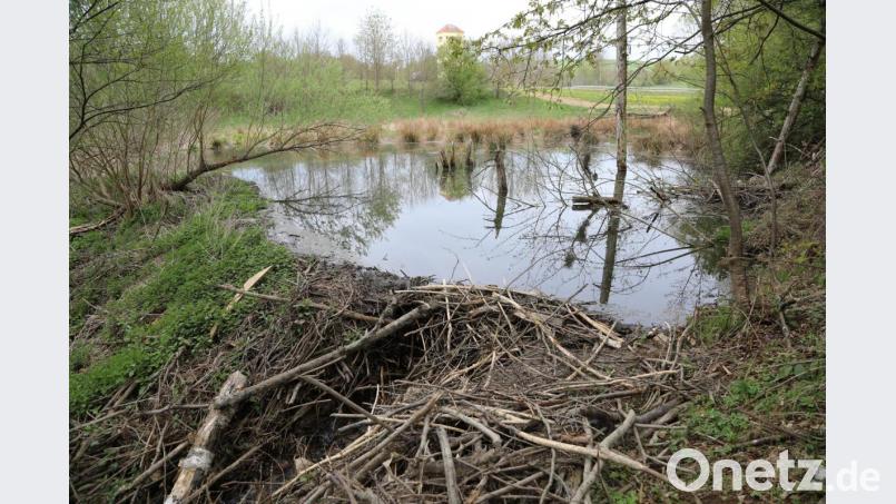 Mit Astteilen hat der Biber das Loch im Damm (im Vordergrund) in kürzester Zeit verschlossen. Bild: akp