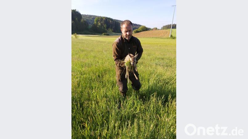 Revierpächter Andreas Fröhler holt eines der gefundenen Kitze aus der Wiese. Bild: brü