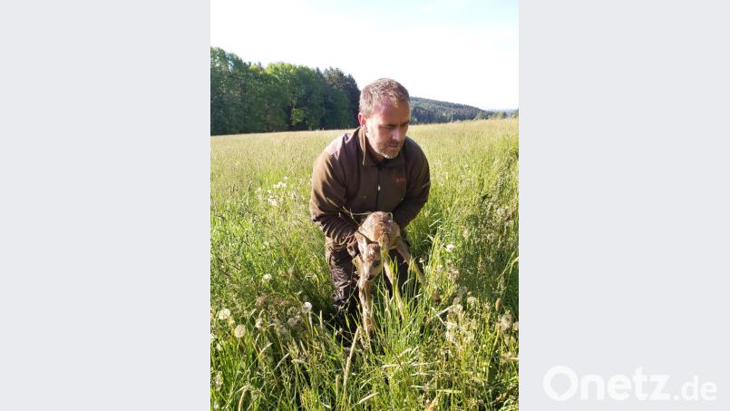 Revierpächter Andreas Fröhler holt die gefunden Kitze vorsichtig aus der Wiese. Bild: brü
