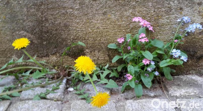 Bunte Blumen an einer Mauer – anspruchslos und bescheiden, aber sehr schön anzuschauen. Bild: mng