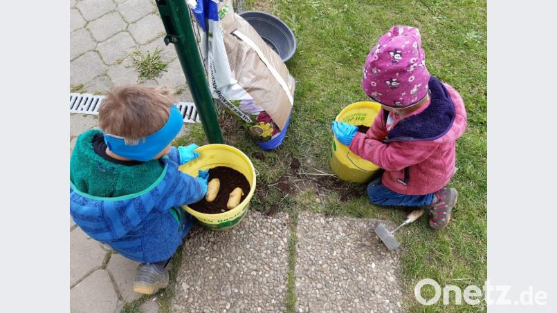 Fleißige Kartoffel-Pflanzer: Die Kinder der &quot;Wühlmäuse&quot; hatten bei der Aufzucht der &quot;Erdäpfel&quot; viel Spaß. Bild: exb