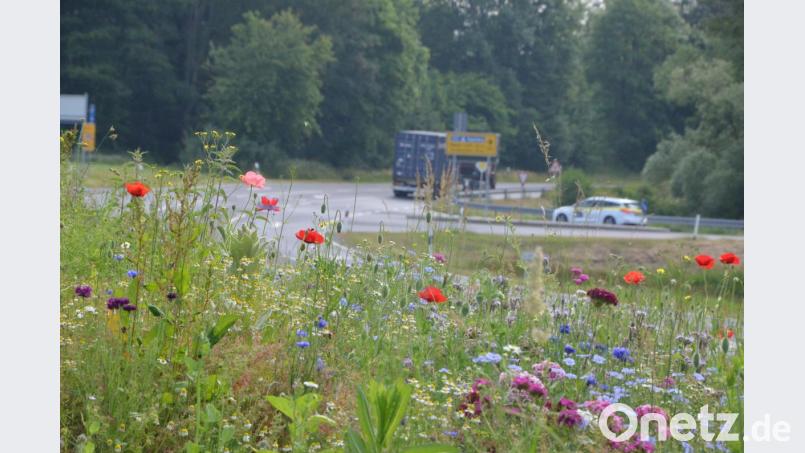 Blühstreifen bei Erbendorf. Bild: Benkhardt