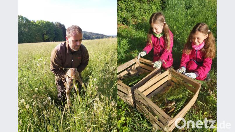 Revierpächter Andreas Fröhler holt eines der gefundenen Kitze aus der Wiese (links). Unter den wachsamen Augen der Kinder warten die Jungtiere dann auf ihre Freilassung (rechts). Bild: brü