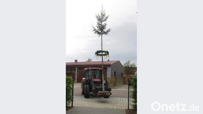 Michael Ott, Zweiter Vorsitzender des Schnoittenbecker Kirwavereins, spendierte nicht nur den Maibaum, sondern transportierte diesen auf spektakuläre Weise – aufrecht stehend und fertig geschmückt – per Traktor auf das Evergreengelände. Bild: u