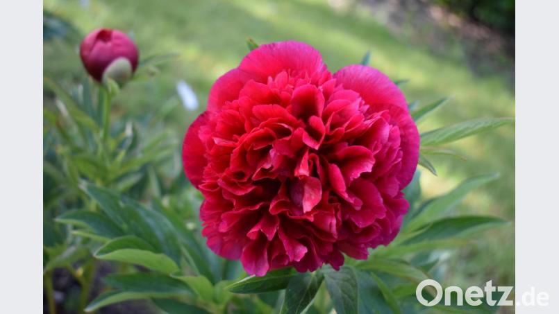 Die Pfingstrose hat es geschafft und rechtzeitig zum Pfingstfest ihre Blüte geöffnet. Bild: rgr