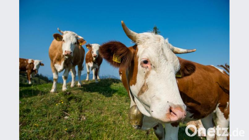 Kühe stehen auf einer Weide. Bild: Lino Mirgeler/dpa