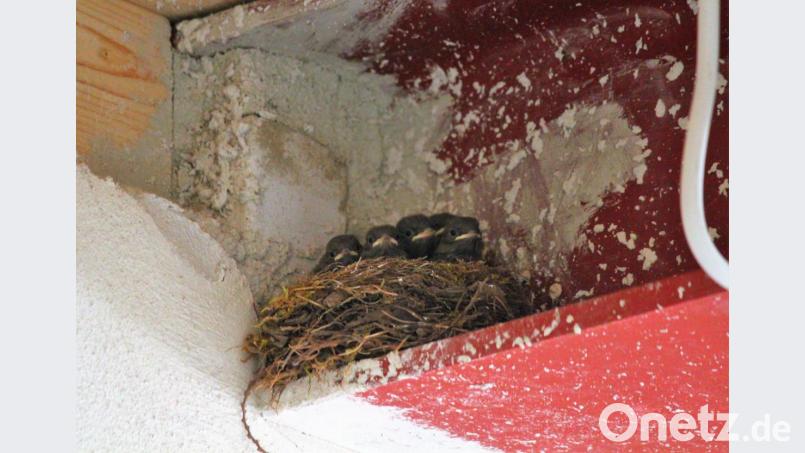 Die Vogelkinder "testen" schon einmal die Räumlichkeiten des neuen Städtischen Kinderhauses. Bild: stg